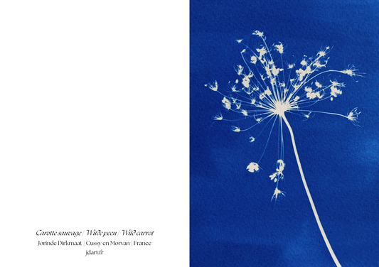 Vuurwerk van wilde peen - briefkaart