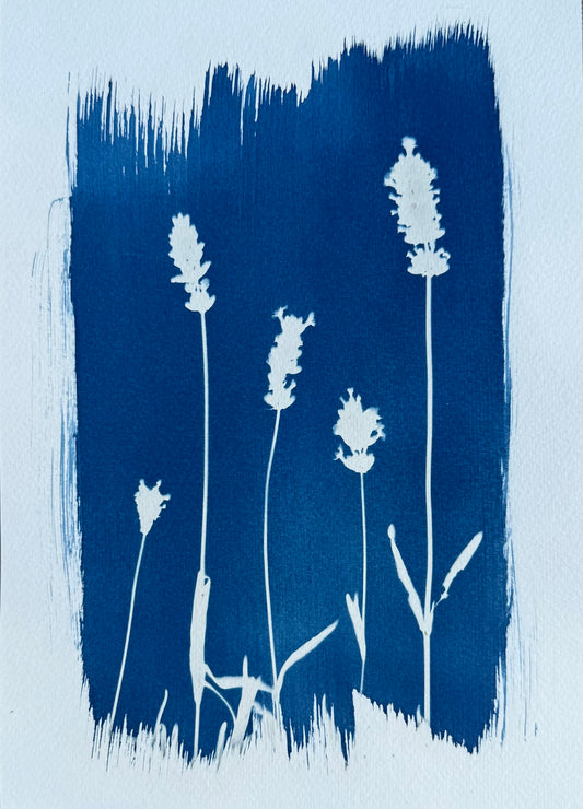 Vol van Lavendel